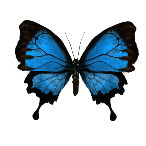 bigbluebutterfly